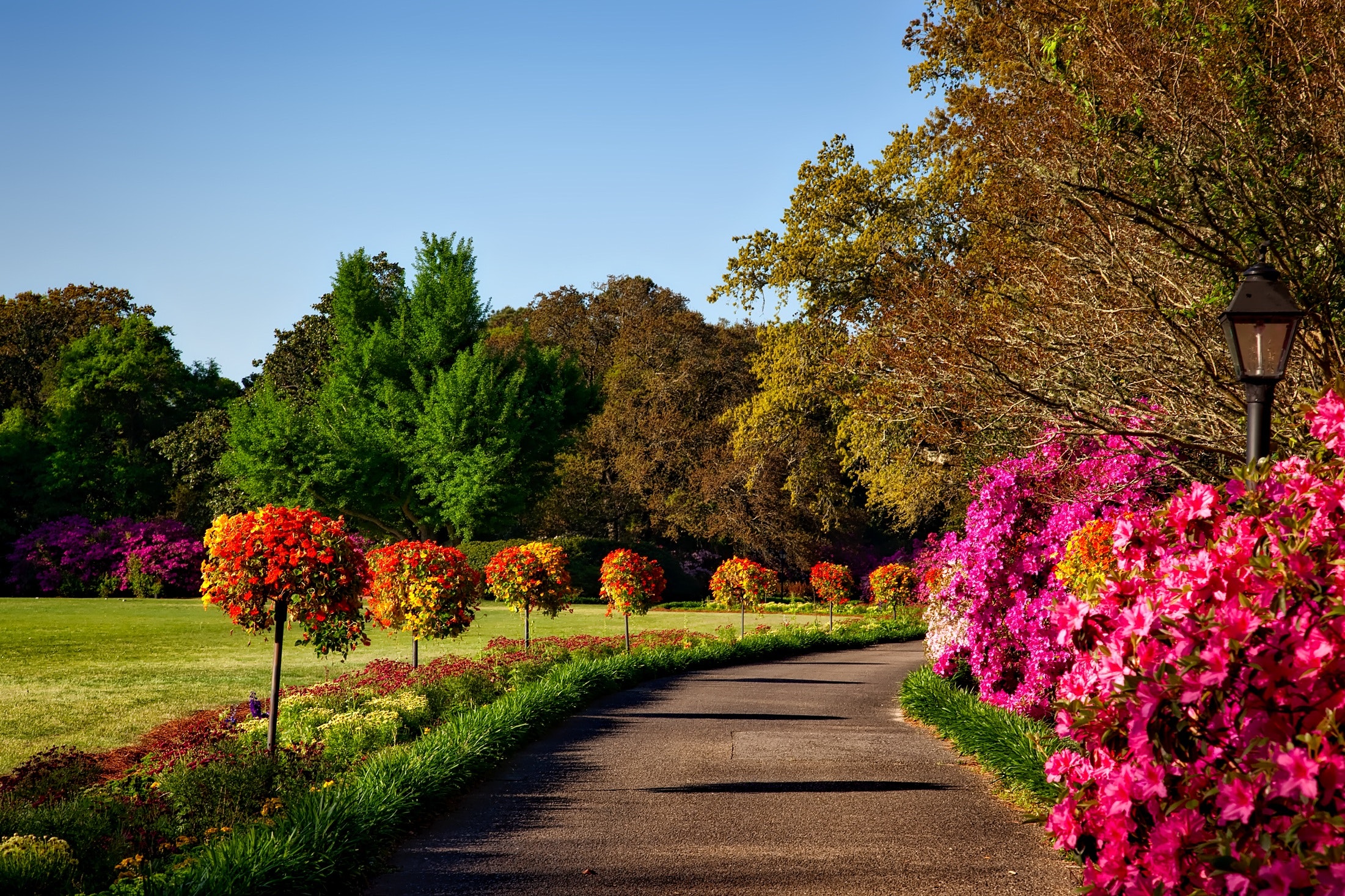 Tree lined path with grass and bushes