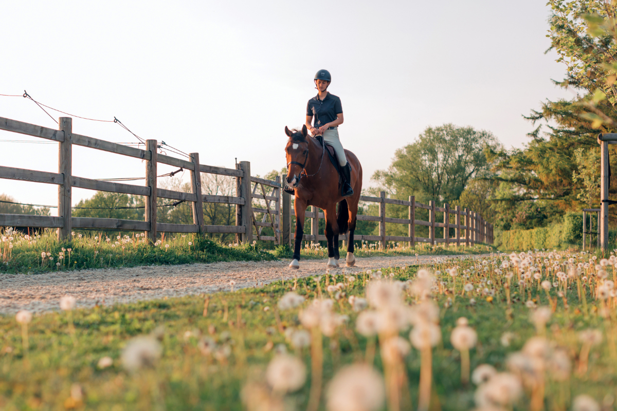 A rider on a brown horse walks along a gravel path lined with dandelions and a wooden fence under a clear sky.